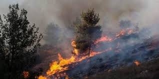 الاحتلال يحرق مئات أشجار الزيتون جنوب جنين   