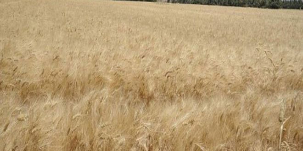 الاحتلال التركي يدخل حصادات لسرقة القمح من حقول الأهالي في منطقة رأس العين بريف الحسكة