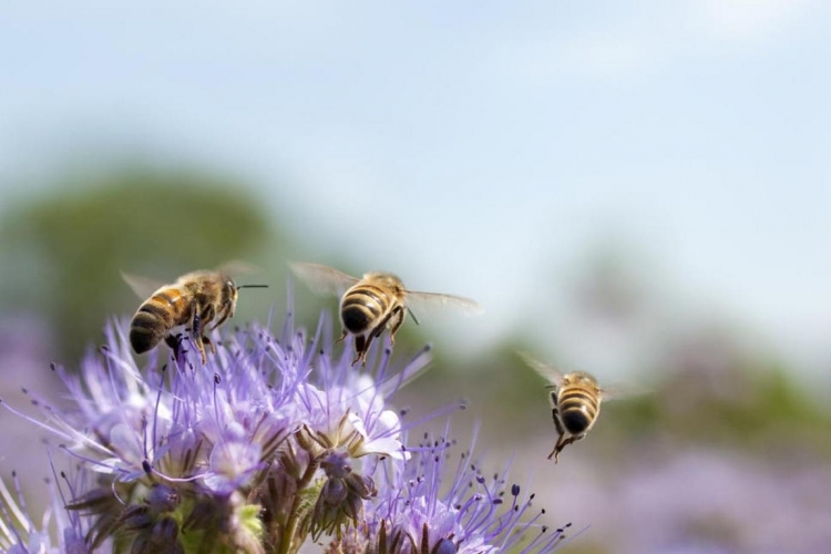 حيلة النحل السرية كي تزهر النباتات