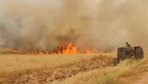 تضرر 6600 هكتار مزروعة بالقمح والشعير في الحسكة بسبب الحرائق