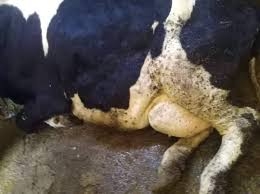 زيادة حالات نفوق وإصابات الأبقار في طرطوس!.. الزراعة: نتوقع زيادة الإصابات وخطة للوقاية والعلاج