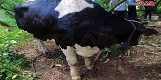 إجراءات مشددة لمنع ذبح أو بيع الأبقار المصابة بالـ