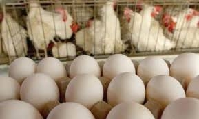 ارتفاع أسعار البيض سببه التهريب إلى دول الجوار!
