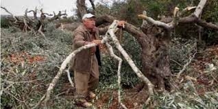 الاحتلال الإسرائيلي يقتلع عشرات أشجار الزيتون غرب بيت لحم