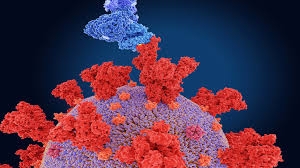 ظهور متحور جديد لفيروس كورونا في فرنسا يحمل 48 طفرة   