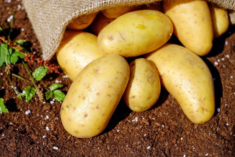 هيئة تطوير الغاب: 2846 هكتاراً خطة زراعة البطاطا الخريفية