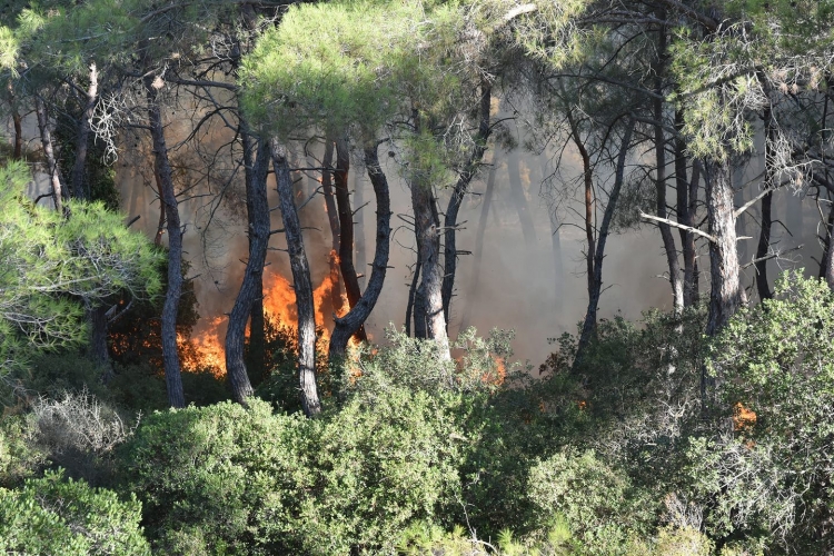 فرق الإطفاء تواصل عمليات إخماد الحرائق بريف اللاذقية وتسيطر على عدد منها