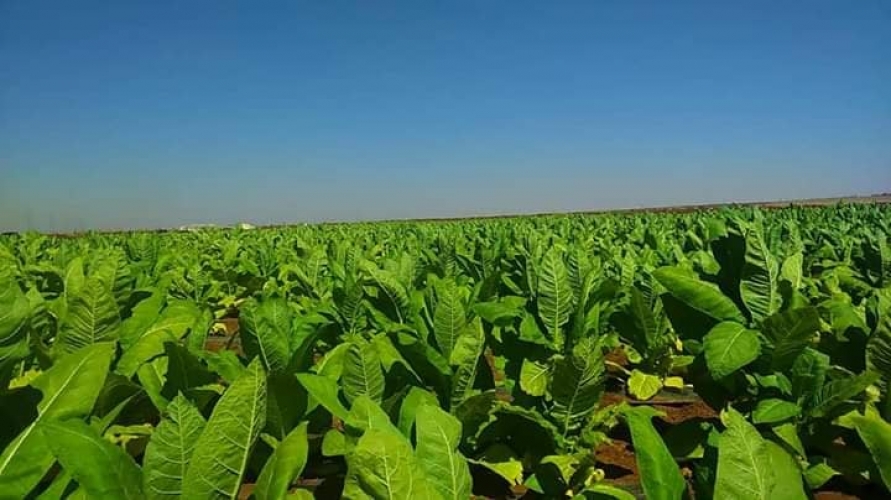 رئاسة مجلس الوزاراء توافق على توصية اللجنة الاقتصادية بزيادة أسعار شراء محصول التبغ من الفلاحين