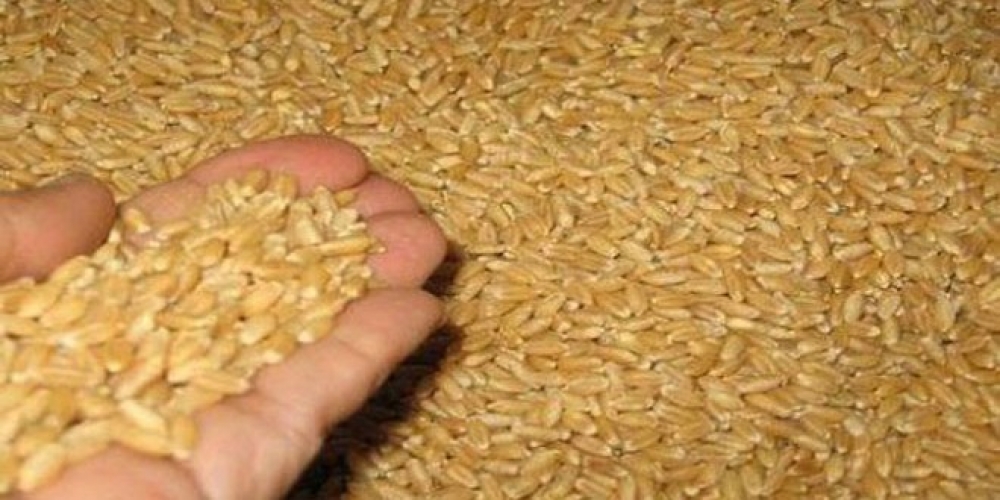 إكثار بذار حماة: بدء عمليات بيع بذار القمح والشعير لفلاحي المحافظة