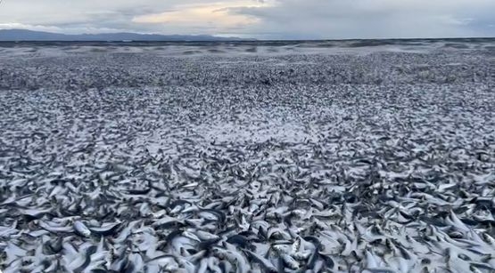ملايين الأسماك النافقة تغطي سواحل اليابان ما السبب!!؟