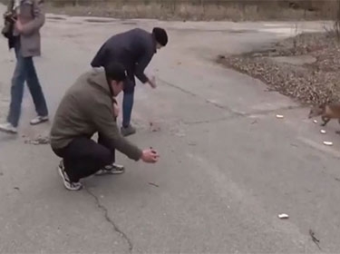 بالفيديو .. ثعلب جائع يعلن عودة الحياة إلى تشيرنوبل 