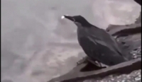 شاهد طير يصطاد السمك على طريقة البشر - فيديو   