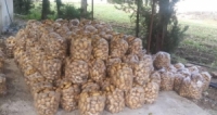 قرار بإيقاف تصدير البطاطا حتى الأول من تشرين الثاني