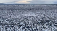 ملايين الأسماك النافقة تغطي سواحل اليابان ما السبب!!؟