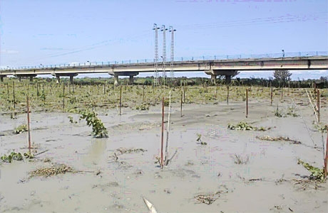 ظاهرة إسالة التربة التي نجمت عن الزلزال الذي ضرب مدينة بومرداس (الجزائر) بتاريخ 21/5/2003. [مصدر الصورة: اللعوامي، 2003].
