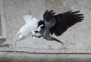 طيور مفترسة تفتك بحمام السلام الذي اطلقه بابا الفاتيكان‎