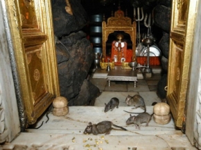 قرية هندية تعبد الفئران