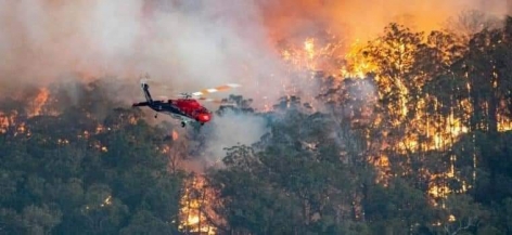 صور مؤلمة لنفوق الحيوانات في أستراليا بسبب الحرائق