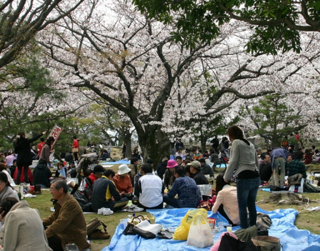 اليابانيون يحتفلون في فصل الربيع بمهرجان 
