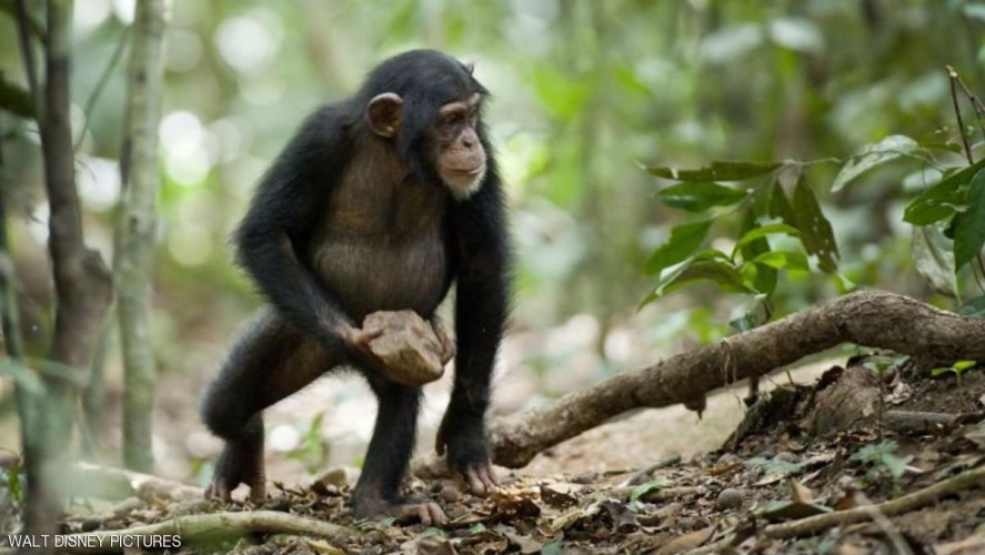 شمبانزي ينفقذ خطة هروب ناجحة من حديقة حيوان شمال اليابان