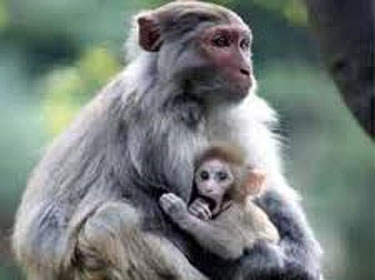 القردة تخطب لأولادها