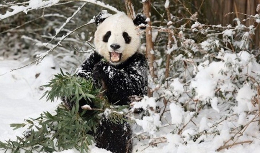  بالفيديو.. دب الباندا يستمتع  برجل الثلج