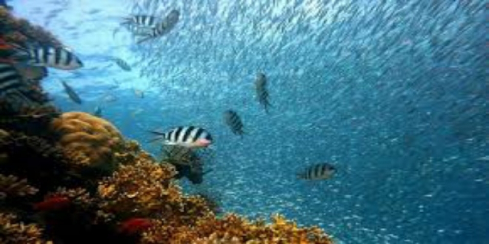 باحثون : ارتفاع الحرارة وحمضية البحر المتوسط يهددان كائنات بالانقراض