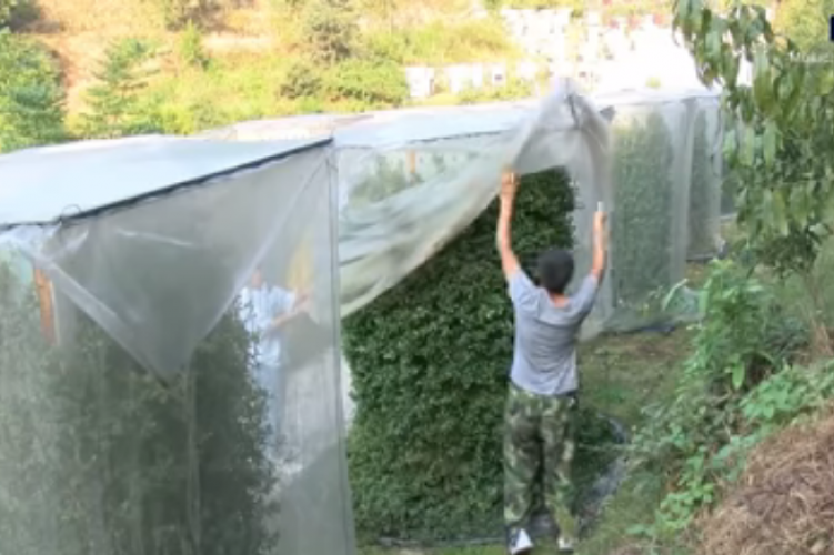  الصين تبدع زراعه بدون تربة و بدون مبيدات حشرية – فيديو
