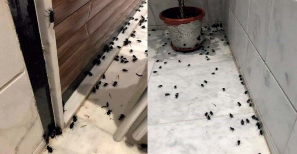 مبيدات لا تقتل 