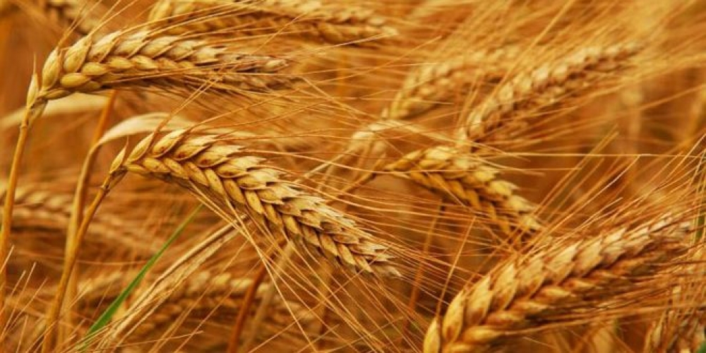 توقعات بإنتاج 175 ألف طن من القمح في درعا وحماة