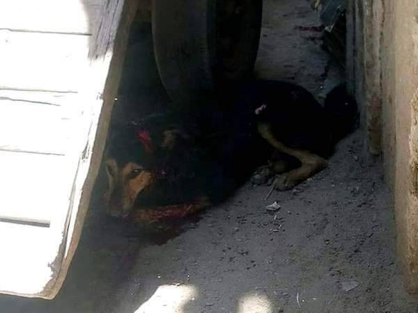  جزّار مصري يعذب كلبا عض ابنته ويسحله أمام المارة