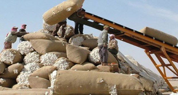 مدير مؤسسة الأقطان: رفع سعر كيلو القطن المحبوب يشجع المزارعين على تسليم محصولهم للمؤسسة