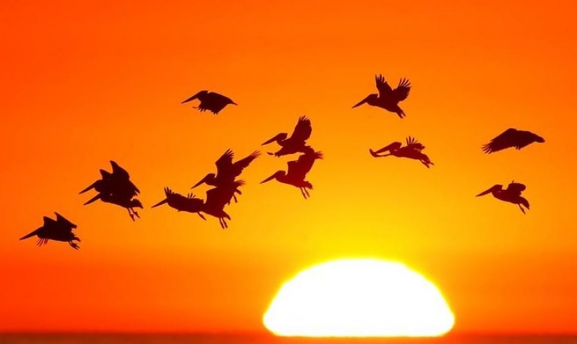 ثلثي الطيور في أمريكا تواجه خطر الانقراض جراء تغير المناخ