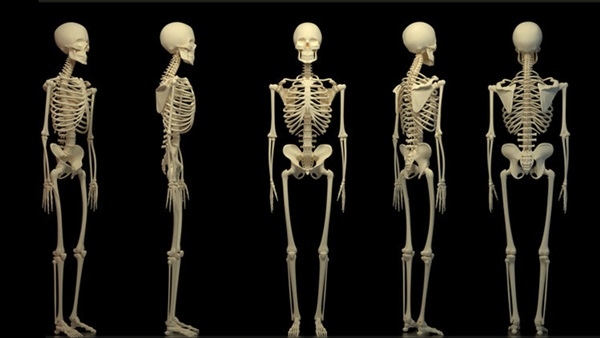  6 حقائق مفاجئة عن الهيكل العظمي البشري