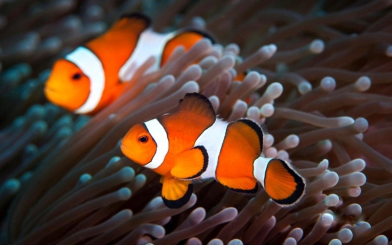 التغير المناخي يهدد «سمكة المهرج» بالانقراض