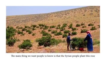  مبروك لـ  سورية تسجيل عنصر  الوردة الشامية على القائمة التمثيلية للتراث الإنساني في  اليونسكو