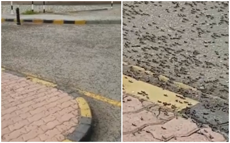 النمل الاسود الكبير، ينتشر بالمليارات في سلطنة عمان