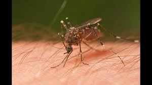 هل ينتقل فيروس كورونا عبر البعوض؟.. “الصحة العالمية” تجيب