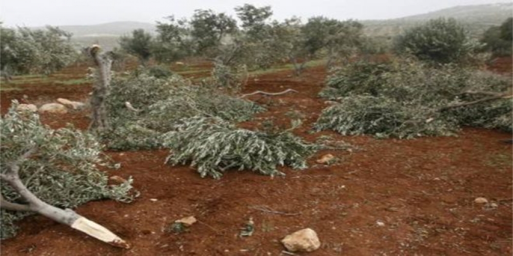 مستوطنون إسرائيليون يقطعون مئات أشجار الزيتون جنوب بيت لحم