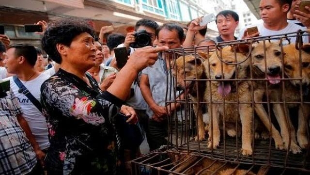 الصين: رفع القطط والكلاب من قائمة الحيوانات 