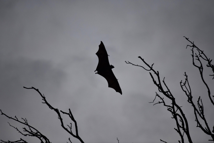الهند.. اكتشاف فيروس كورونا لدى نوعين من الخفافيش