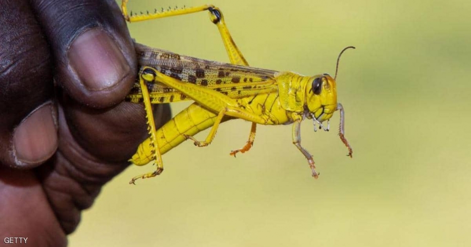 اختفاء ربع حشرات العالم 