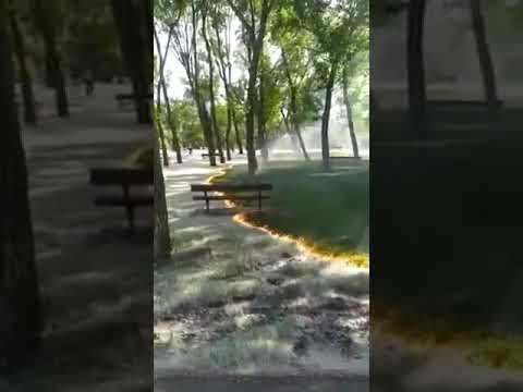 حريق في حديقة يؤدي إلى ظهور عشب أخضر بطريقة سحرية... فيديو