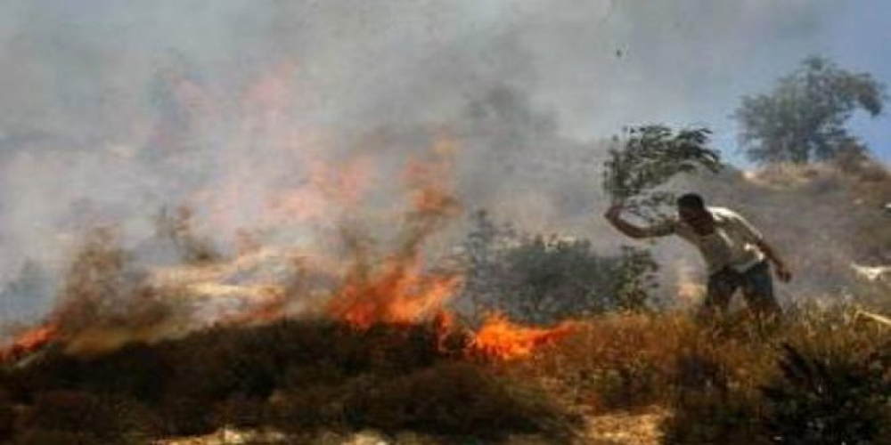 مستوطنون يحرقون 30 دونماً من أراضي الفلسطينيين الزراعية في الخليل   
