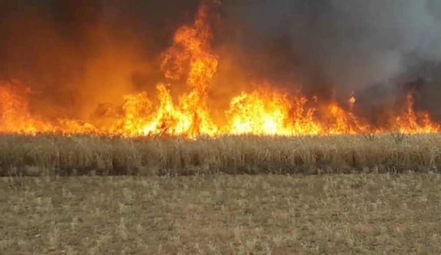 إخماد 27 حريقاً بحقول القمح والزيتون في درعا