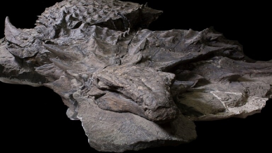 الكشف عن الوجبة الأخيرة لديناصور مدرع محفوظة في معدته منذ 110 ملايين عام