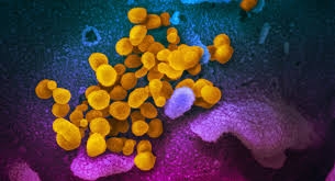 اكتشاف هرمون يزيد احتمالات وفاة المصابين بفيروس كورونا