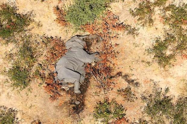 بظروف غامضة.. نفوق مئات الأفيال في بوتسوانا