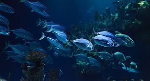 توقعات بانقراض 60% من الأسماك بسبب الاحتباس الحراري 