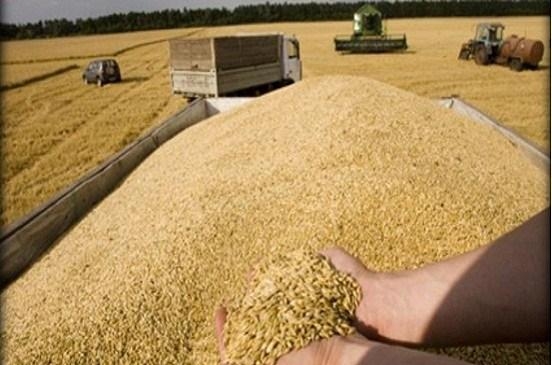استئناف استلام القمح في السويداء وصرف الأثمان خلال 48 ساعة